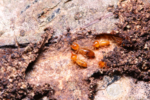 Anti-Home Invasion: Your Might Against Termites