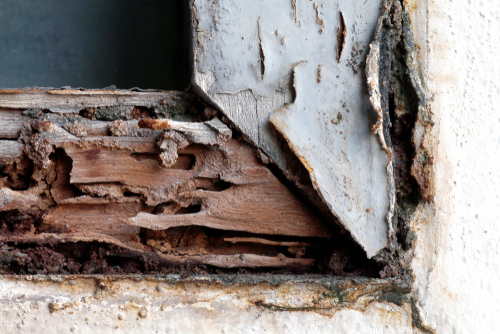 How To Identify Termites In Your Home?