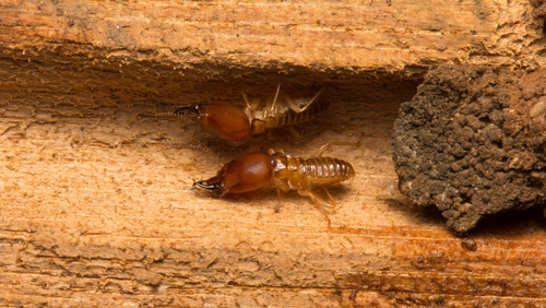 Will Termites Go Away On Their Own?