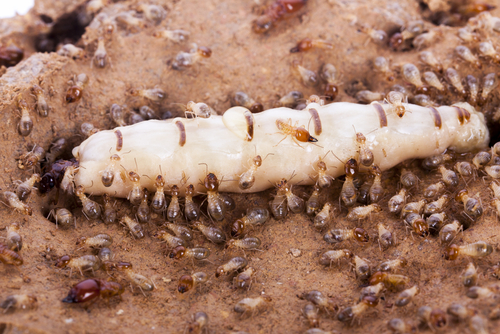 What Are The Different Types Of Termites? 