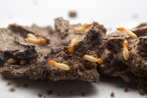 Can Termites In Your House Make You Sick?