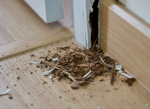 What do Professionals Use to Kill Termites?