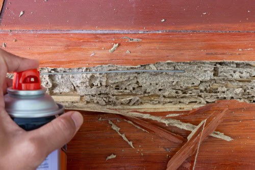 Health Dangers Of Termites In Your Home