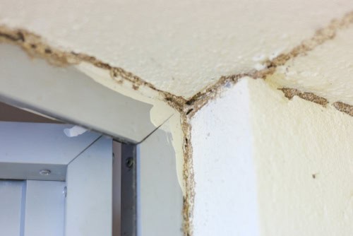 7 DIY Ways To Remove Termites In Your Home
