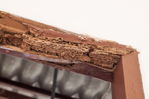 What Are the Sure Signs of Drywood Termites Infestation?