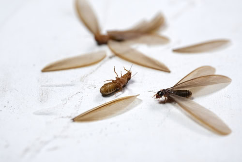 Ants vs Termites: How To Tell Them Apart?