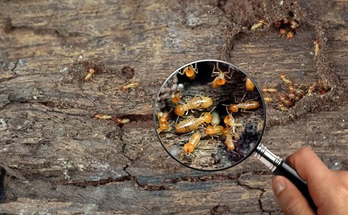 How Can You Protect Your Home From Termites