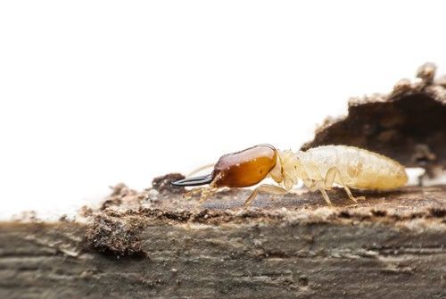 Effective Ways To Prevent Termites From Spreading