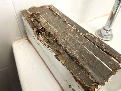 Can Hot Water Kill Termites?