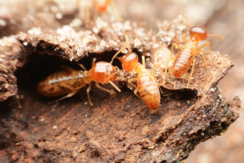 Can Hot Water Kill Termites?