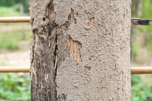 FAQ Engaging Pest Control Services