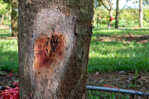 The Dangers of Termites in Trees