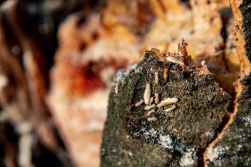 Understanding Termite Infestations in Your Trees