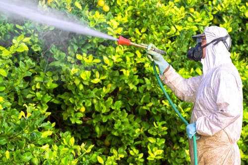 Why Engage Pest Control Services