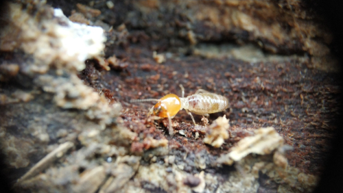 Conducting a DIY Termite Inspection Tips for Homeowners