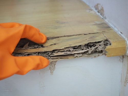 Insulation and Termite Prevention