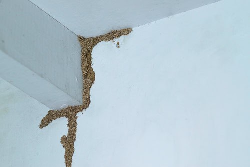 Reducing Humidity At Home to Prevent Termite