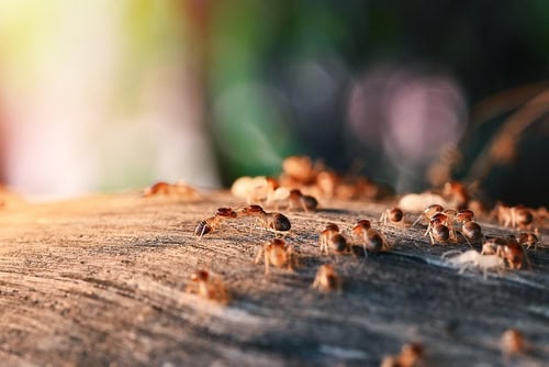 Termite Social Behavior