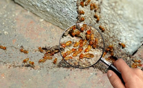 The Dangers of Termite Infestations