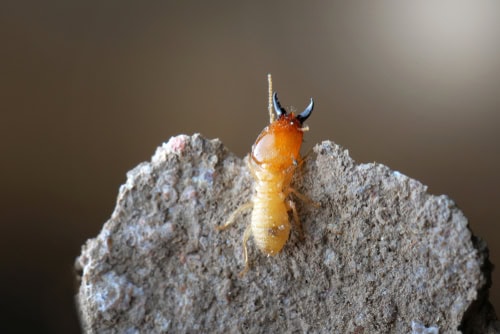 The Diet of Termites