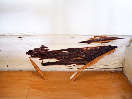 Wood Preferred by Termites