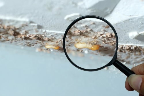 Preventative Measures for Termite Control