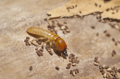 Growth and Development From Nymph to Adult