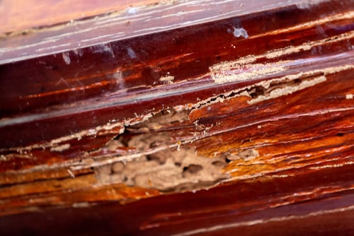Lifecycle Variations Among Different Termite Species
