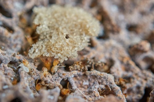 The Beginning Termite Eggs and Nymphs