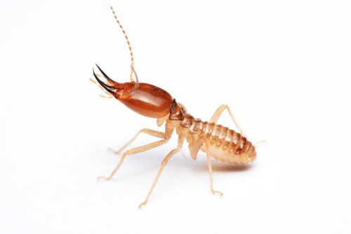 The Lifecycle of Termites Understanding the Enemy