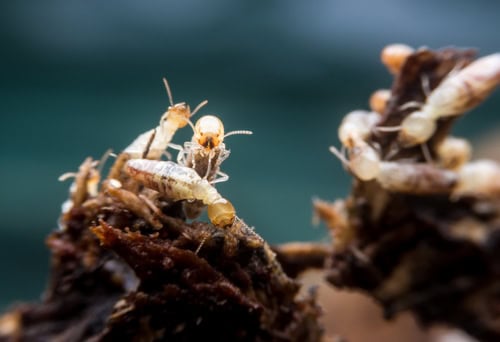 The Significance of the Worker Termites