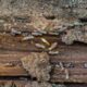 Landscaping Tips to Prevent Termite Infestation