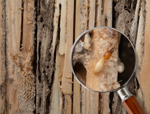 Understanding Termite Attraction